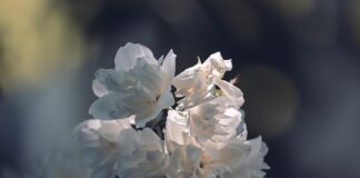 Kiedy białe listwy przypodłogowe?