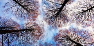 Czym wypełnić dziuplę w drzewie?