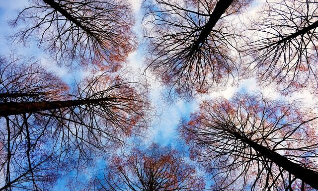 Czym wypełnić dziuplę w drzewie? Czym wypełnić dziuplę w drzewie?