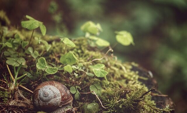 Czy można wyczyścić sondę lambda?