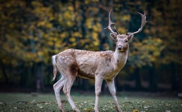 Czy sarna przeskoczy przez płot? Czy sarna przeskoczy przez płot?
