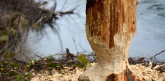 Co na obgryzione drzewko?