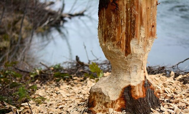 Co na obgryzione drzewko? Co na obgryzione drzewko?