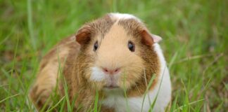 Czy świnka musi mieć domek?