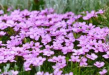 Ile kosztuje 1m2 mchu? Ile kosztuje 1m2 mchu?