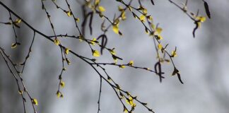 Co zrobić żeby brzoza nie rosła w górę?