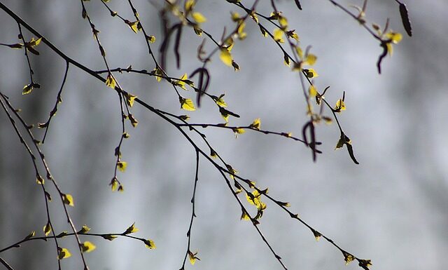 Co zrobić żeby brzoza nie rosła w górę? Co zrobić żeby brzoza nie rosła w górę?