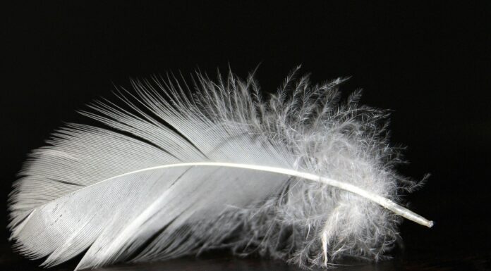 Jak dbać o kołdrę puchową w domowych warunkach? kołdry puchowe