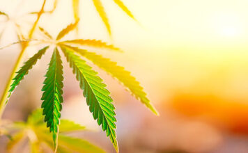 Kolekcjonerskie nasiona