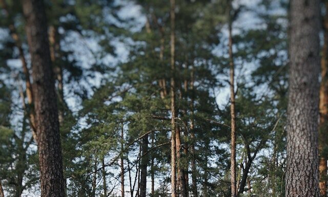 Części samochodowe Citroen