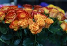 Podkarpacki styl życia i kwiaty, które do niego pasują – Przewodnik po florystyce w Rzeszowie kwiaty